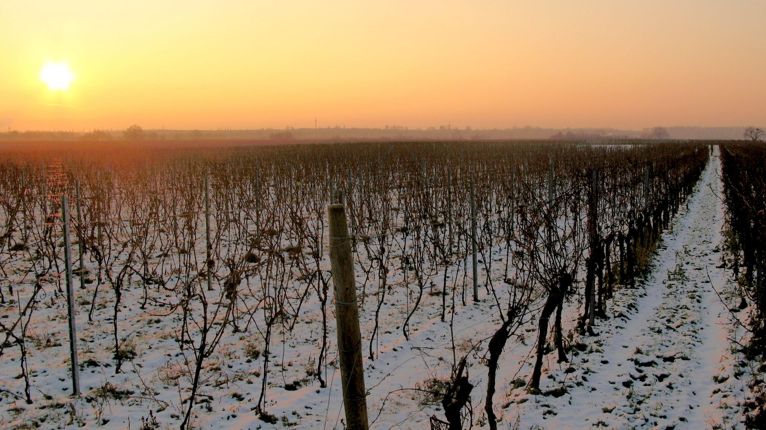 Weinberg mit aufgehender Sonne im Winter
